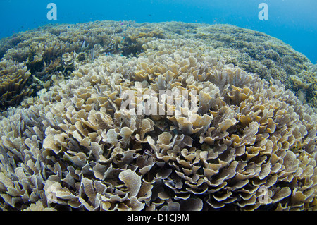 Korallengarten mit Verzweigungen, Tisch und Teller-Korallen, Hirschhorn, Kohl, Acropora und Porites SP., Halmahera, Molukken, Indonesien Stockfoto