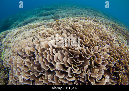 Korallengarten mit Verzweigungen, Tisch und Teller-Korallen, Hirschhorn, Kohl, Acropora und Porites SP., Halmahera, Molukken, Indonesien Stockfoto