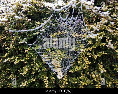 Frost bedeckt Spinnennetz im Winter, London, England, Vereinigtes Königreich Stockfoto