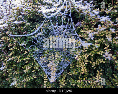 Frost bedeckt Spinnennetz im Winter, London, England, Vereinigtes Königreich Stockfoto