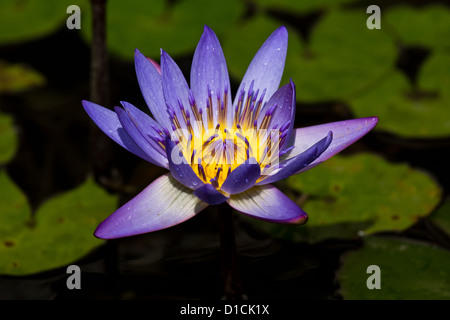 Eine blaue Seerose in einem Teich Vietnam Nymphaea Caerulea, auch bekannt als die ägyptischen Blaue Lilie oder Heilige Blaue Lilie Stockfoto