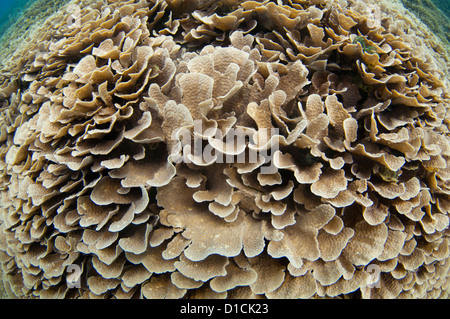 Korallengarten mit Verzweigungen, Tisch und Teller-Korallen, Hirschhorn, Kohl, Acropora und Porites SP., Halmahera, Molukken, Indonesien Stockfoto