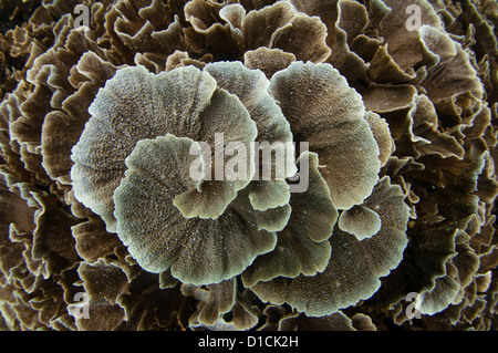 Korallengarten mit Verzweigungen, Tisch und Teller-Korallen, Hirschhorn, Kohl, Acropora und Porites SP., Halmahera, Molukken, Indonesien Stockfoto