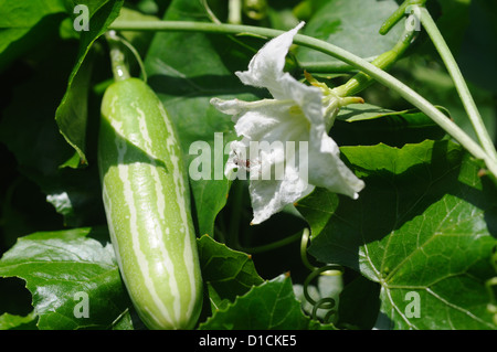 Coccinia Grandis, den Efeu Kürbis, auch bekannt als Baby Wassermelone, kleiner Kürbis, Gentleman Zehen.  Es ist auch bekannt als Cephalandra Stockfoto