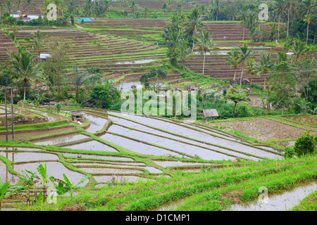 Reisfelder, vorbereitet für Reis. Bali, Indonesien Stockfoto