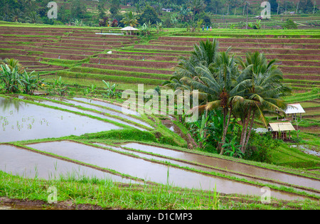Reisfelder, vorbereitet für Reis. Bali, Indonesien Stockfoto