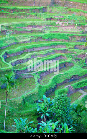 Reisfelder, vorbereitet für Reis. Bali, Indonesien Stockfoto
