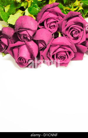 Rosa Rosen, isoliert auf weißem Hintergrund Stockfoto