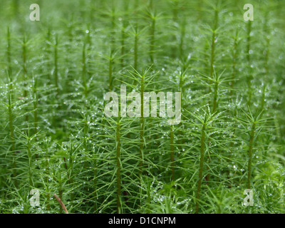 Haircap Moos auf den Waldboden Stockfoto