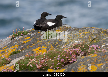 Black Guillemot Cepphus Grylle im Sommer Gefieder, Shetland, Scotland, UK Stockfoto