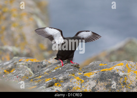 Black Guillemot Cepphus Grylle im Sommer Gefieder, Shetland, Scotland, UK Stockfoto