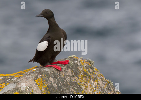 Black Guillemot Cepphus Grylle im Sommer Gefieder, Shetland, Scotland, UK Stockfoto