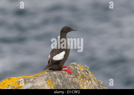 Black Guillemot Cepphus Grylle im Sommer Gefieder, Shetland, Scotland, UK Stockfoto