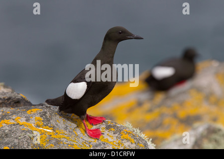 Black Guillemot Cepphus Grylle im Sommer Gefieder, Shetland, Scotland, UK Stockfoto