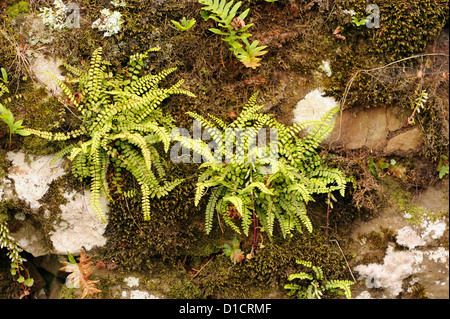 Maidenhair spleenwort (Asplenium Trichomanes) und andere Farne, Moose und Flechten wachsen auf einem feuchten Mauer aus Stein. Libardon, Colunga, Asturien, Spanien. Stockfoto