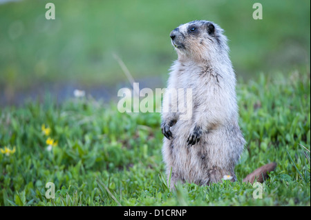 Eine weibliche Hoary Marmot steht eine bessere Sicht, Glacier National Park, Montana zu gewinnen Stockfoto