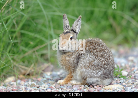 Berg Cottontail Kaninchen, westliche Montana Stockfoto