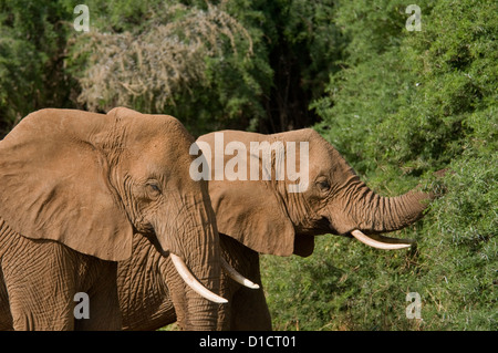 Zwei Elefanten, eine Surfen aus Baum-Close up Stockfoto