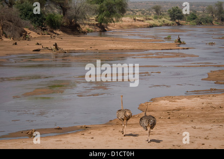 Zwei weibliche somalischen Strauße Uaso Nyiro Fluss Stockfoto