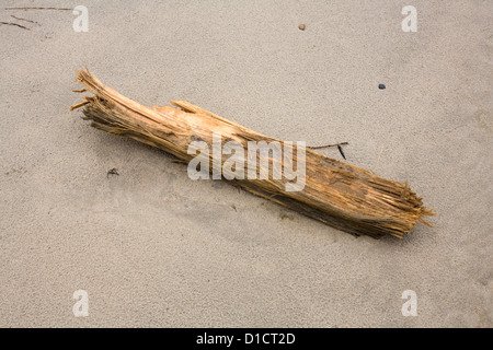 Treibholz am Strand angespült Stockfoto