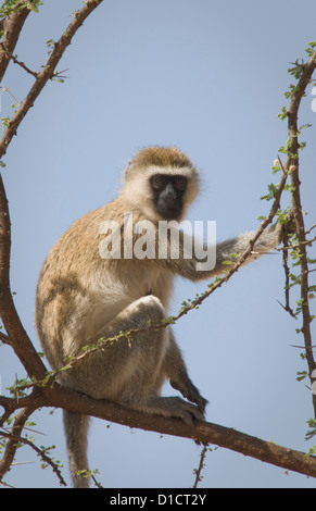 Vervet Affe im Baum Stockfoto