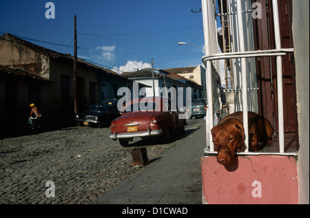 Verschlafenen Hund ruht Fenster im kubanischen Haus, Trinidad, Kuba Stockfoto