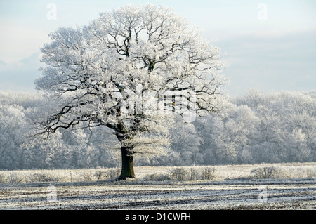 Hoar frost early morning winter weather countryside landscape woodland trees in farmland field with fine specimen English Oak tree Essex England UK Stockfoto