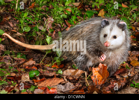 Virginia Opossum (Didelphis Virginiana) Porträt. Stockfoto