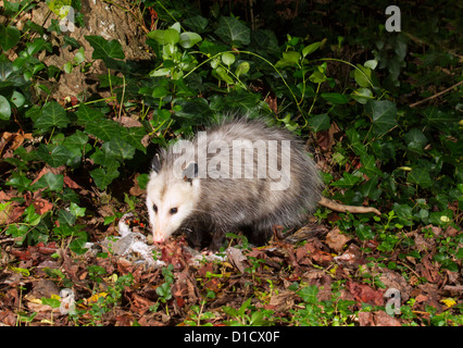 Virginia Opossum (Didelphis Virginiana) Aufräumvorgang nachts im Hinterhof (Georgia, USA). Stockfoto