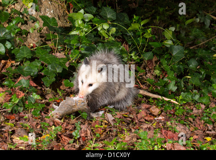 Virginia Opossum (Didelphis Virginiana) Aufräumvorgang nachts im Hinterhof (Georgia, USA). Stockfoto