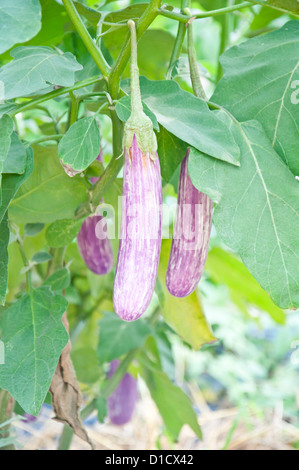 Violet Auberginen auf Baum Stockfoto