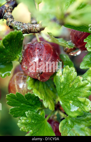 Nauen, Deutschland, Frische Stachelbeeren auf den Busch Stockfoto