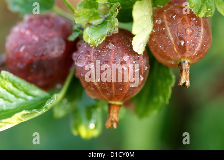 Nauen, Deutschland, Frische Stachelbeeren auf den Busch Stockfoto