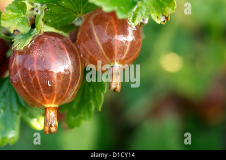 Nauen, Deutschland, Frische Stachelbeeren auf den Busch Stockfoto