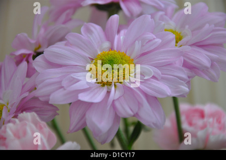 Blass rosa Blumen Stockfoto