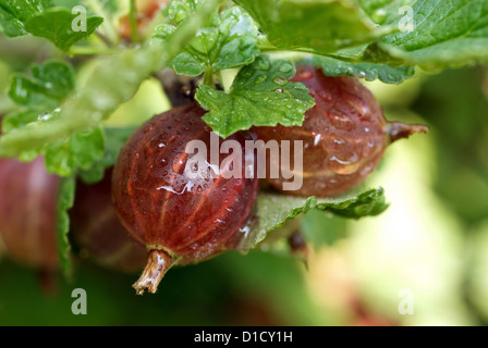 Nauen, Deutschland, Frische Stachelbeeren auf den Busch Stockfoto