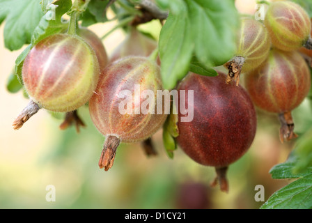 Nauen, Deutschland, Frische Stachelbeeren auf den Busch Stockfoto