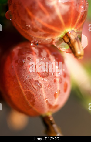 Nauen, Deutschland, Frische Stachelbeeren auf den Busch Stockfoto