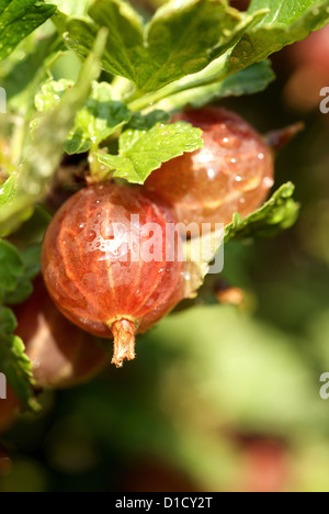 Nauen, Deutschland, Frische Stachelbeeren auf den Busch Stockfoto