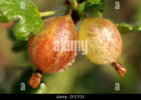 Nauen, Deutschland, Frische Stachelbeeren auf den Busch Stockfoto