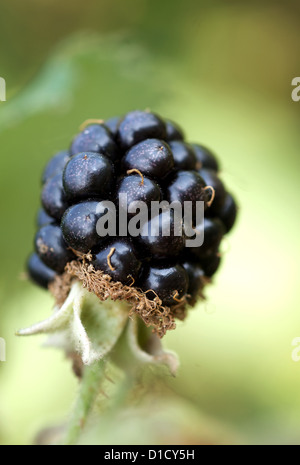 Manderow, Deutschland, eine Reife schwarze Brombeeren auf den Busch Stockfoto