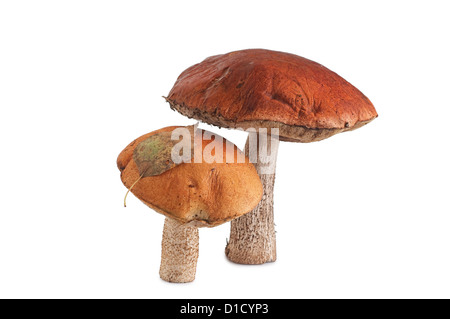Orangefarbene Kappe Boletus isoliert auf weißem Hintergrund Stockfoto