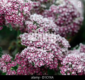 Achillea Millefolium Colorado Blumen Blüte Blüten Pflanze Porträts Closeup rosa Stauden Erdbeerbaum-Frost Abdeckung bedeckt Eis Stockfoto