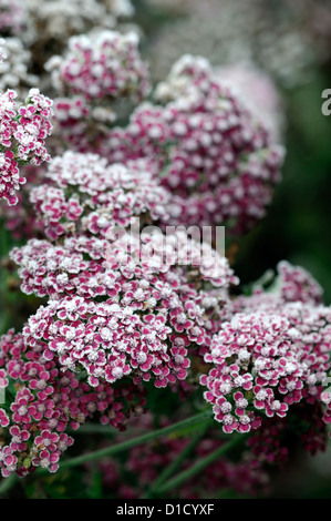 Achillea Millefolium Colorado Blumen Blüte Blüten Pflanze Porträts Closeup rosa Stauden Erdbeerbaum-Frost Abdeckung bedeckt Eis Stockfoto