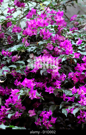Bougainvillea Spectabilis rosa Blumen Blüte Ausleger Blüten tropischen Sub tropischen Pflanzen Reben Reben Klettern Kletterer Stockfoto