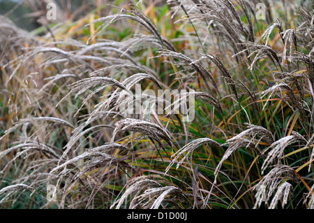 Carex Buchananii Roter Hahn Frost braun Zier Gräser Laub Blätter Pflanze Porträts Stauden immergrüne Winter gefrostet Stockfoto