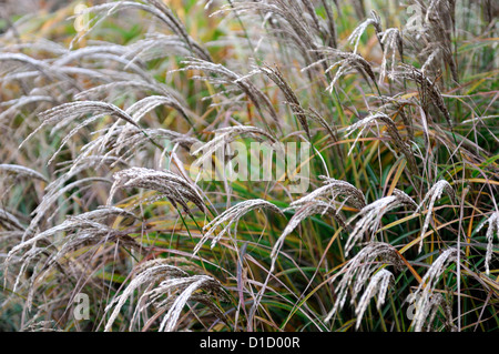 Carex Buchananii Roter Hahn Frost braun Zier Gräser Laub Blätter Pflanze Porträts Stauden immergrüne Winter gefrostet Stockfoto