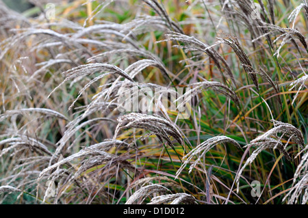 Carex Buchananii Roter Hahn Frost braun Zier Gräser Laub Blätter Pflanze Porträts Stauden immergrüne Winter gefrostet Stockfoto