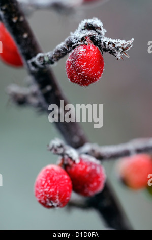 Zwergmispel Simonsii gefrostet frostig weiß winterliche winterliche Frost Eis eisigen beschichtete Beschichtung, die rote Beeren Beeren Stockfoto