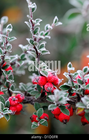 Zwergmispel Simonsii gefrostet frostig weiß winterliche winterliche Frost Eis eisigen beschichtete Beschichtung, die rote Beeren Beeren Stockfoto